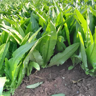 เมล็ดพันธุ์ โหยวม่ายจีน ผักโหยวม่ายจีน (Lactuca sativa var longifoliaf. Lam)พันธุ์ดาวเรือง ผักกาดหอม[10 แถม 2 คละได้ ]