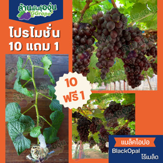 [แพ็ค 10 แถม 1]  กิ่งพันธุ์องุ่น แบล็คโอปอ (BlackOpal) ไร้เมล็ด