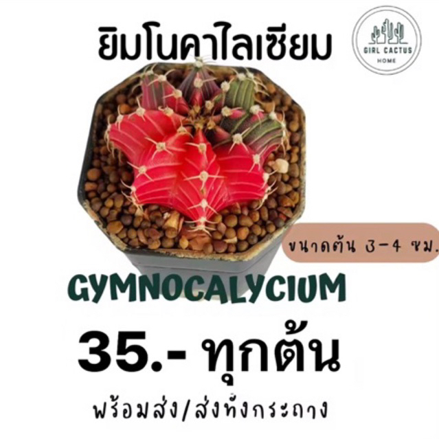 ยิมโนด่าง ยิมโนด่าง ไม้เมล็ด #คัดสวย Gymnocalycium แคคตัส ขนาด3-5cm