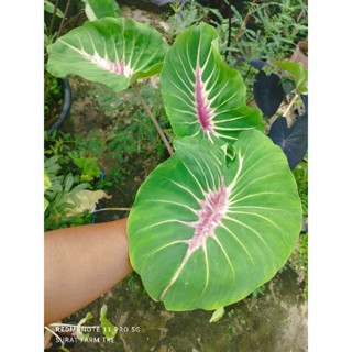 ปาปัวมานิส Colocasia Papuamanise โคโลคาเซียปาปัว  ไม้ประดับ ไม้น่าสะสม