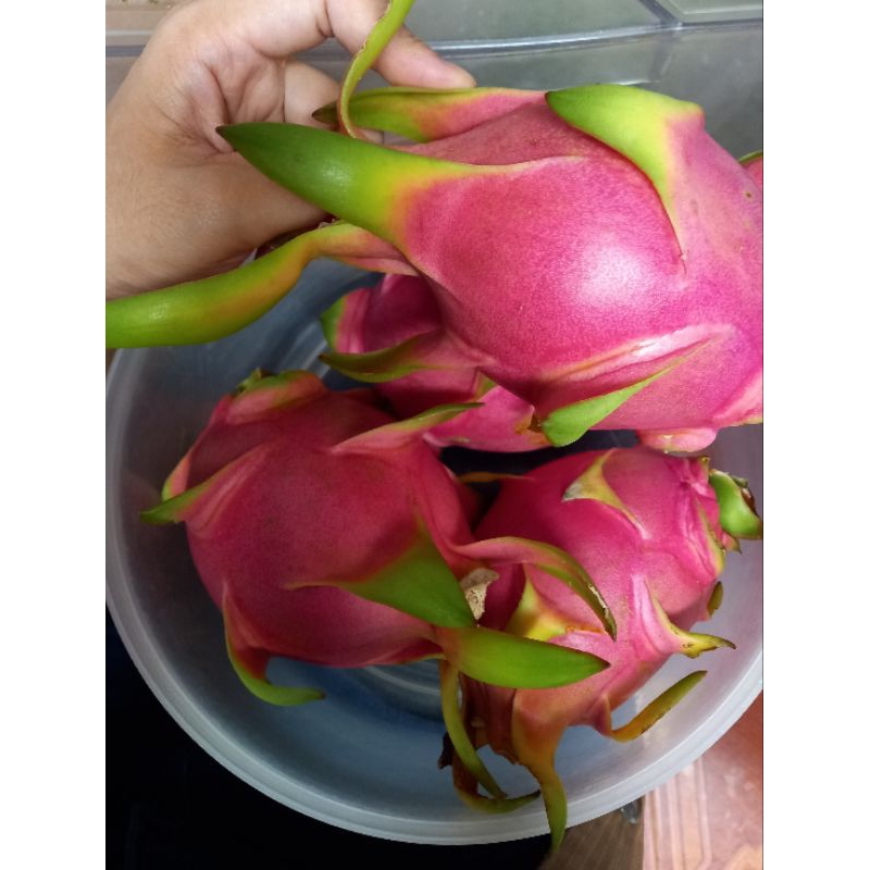 แก้วมังกร (เนื้อขาว) อินทรีย์ อร่อยๆ 1kg