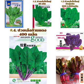 เมล็ด ( Spinach Seed ) ปวยเล้ง ปวยเล้งญี่ปุ่น 400-1600เมล็ด (8-40กรัม) สายพันธุ์ OP