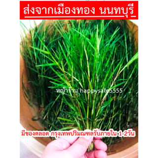 พร้อมส่ง หญ้าแพรกสด ถวายพระพิฆเนศ 🕉️(1 กำมี 40 -45 ต้น ) มีฟาร์มปลูกเฉพาะไม่ได้ตัดข้างทาง ไม่เหม็น ส่งจากเมืองทองธานี