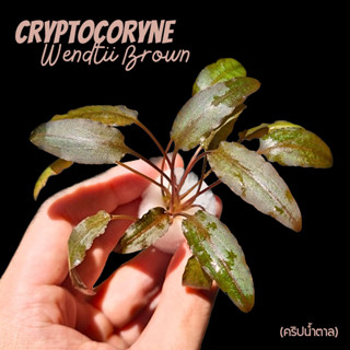 คริปน้ำตาล - CRYPTOCORYNE WENDTII ‘BROWN’ ต้นไม้น้ำ