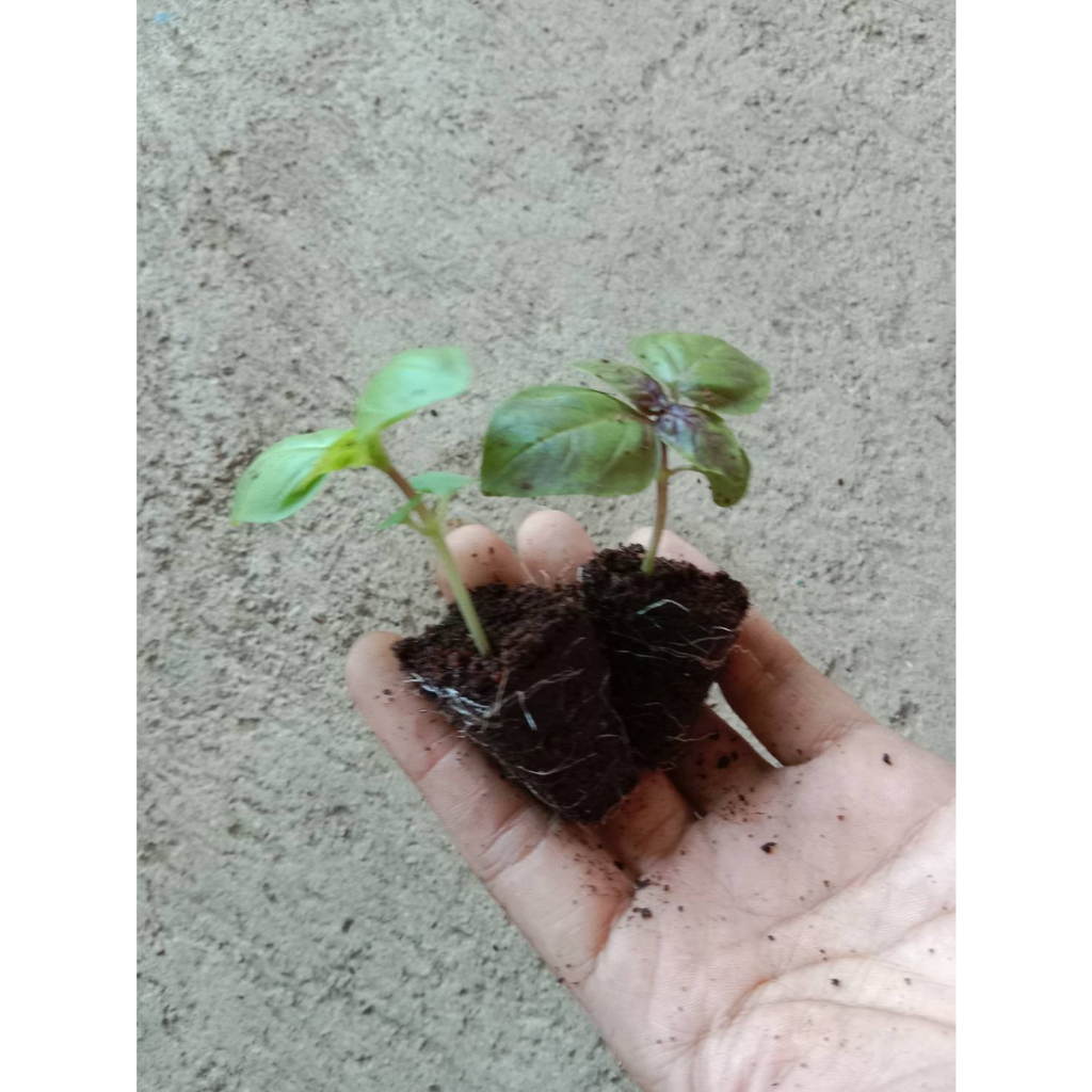 โหรพาสีแดง โหระพาม่วง ต้นละ 10บาท ซื้อ 10แถม 2 Red Rubin Basil