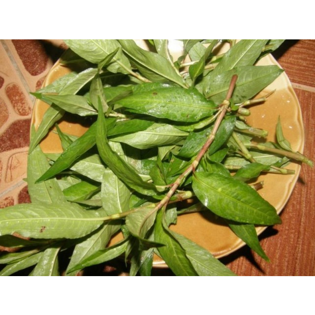 ผักไผ่ ผักแพว ต้นกล้าต้นละ 10 บาท  พร้อมปลูก ซื้อ 10แถม 2ต้น