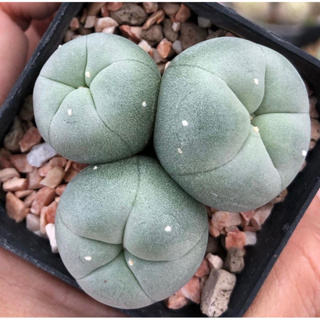 🐷🐽🐷ต้าวอ้วนเต้านูนสวยมาก🐷🐽🐷Lophophora Diffusa koike หน้าสวย