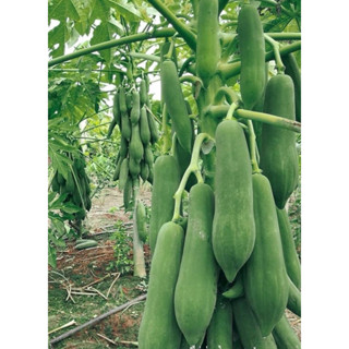 เมล็ดพันธ์ุมะละกอแขกนวล (ดำเนินต้นเตี้ย)