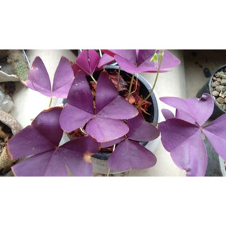 ต้นพันธุ์ ต้นผีเสื้อราตรี ต้นดอกผีเสื้อราตรี  Oxalis triangularis  พร้อมปลูกในถุงดำ 39 บาท