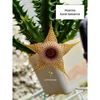 Huernia korat tamarine เก๋งจีน cactus