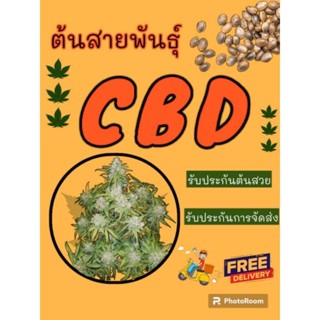 ต้นกัญชาสายพันธุ์CBD คัดเพศ แถมฟรีปุ๋ย เร่งโต รับประกันการจัดส่ง รับประกันสินค้าแท้ สมุนไพร เร่งโต น้ำยาเร่งราก