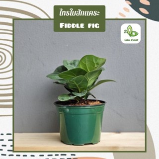 ต้นไทรใบสักแคระ Fiddle fig (ส่งทั้งกระถาง)