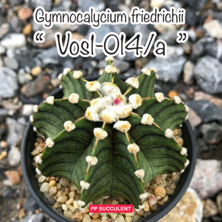 Gymnocalycium friedrichii " Vos1-014/a " ยิมโน vos014a