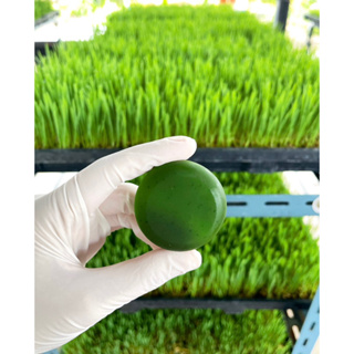 สบู่ต้นอ่อนข้าวสาลี WHEAT GRASS สบู่หน้าเงา ริ้วรอย สิว ฝ้า กระ