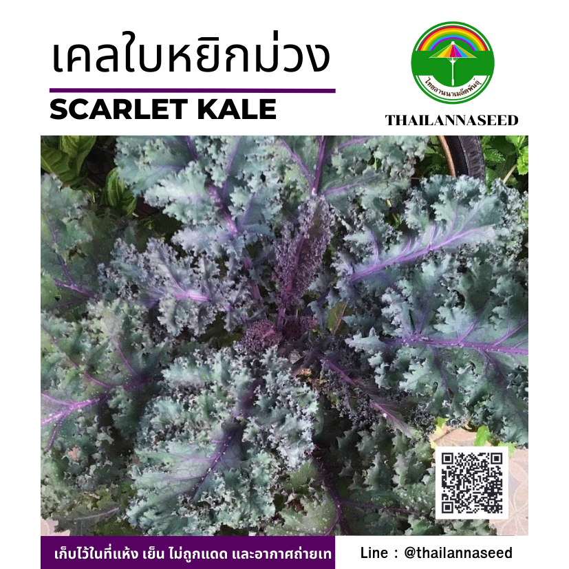 เมล็ดพันธุ์ผักสวนครัว เคลใบหยิกม่วง ( ขนาด 0.5 กรัม ) รหัสสินค้า 6002