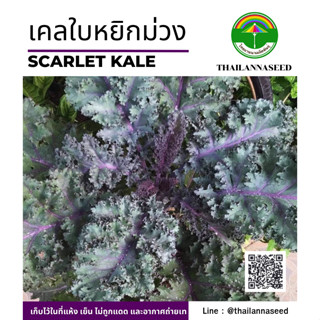 เมล็ดพันธุ์ผักสวนครัว เคลใบหยิกม่วง ขนาด 0.5 กรัม