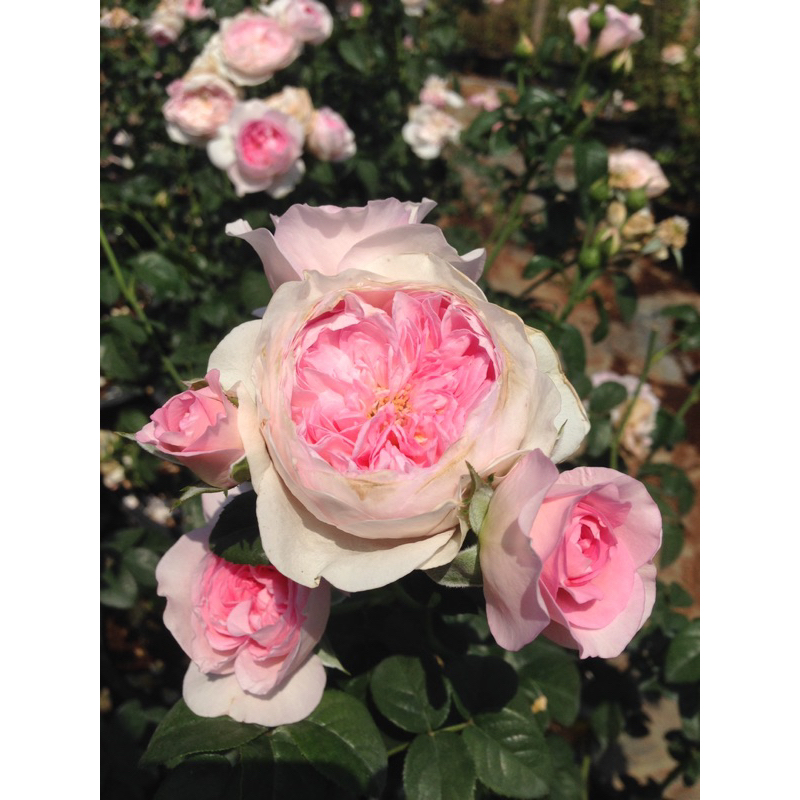 กุหลาบ  mon coure rose(ดวงใจของฉัน) กุหลาบเลี้ยงง่าย กุหลาบออกดอกทั้งปี