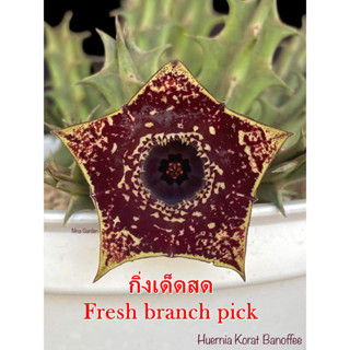 เก๋งจีน Huernia Korat Banoffee *กิ่งเด็ดสด* แคคตัส ไม้อวบน้ำ Cactus and Succulent