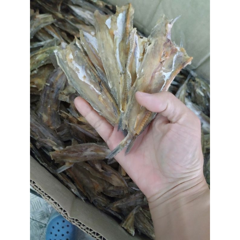 ปลาจิ๊กโก๋ ไร้สาร ปลาบาง ปลาช่อนจิ๋ว 1kg ปลาช่อนกลาง ปลาช่อนใหญ่ จืด ใหม่ สวย