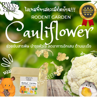 [Paws-sible] Cauliflower กะหล่ำดอกอบแห้ง ผักอบสัตว์ฟันแทะ ผักอบแฮมเตอร์ ผักอบแฮมสเตอร์