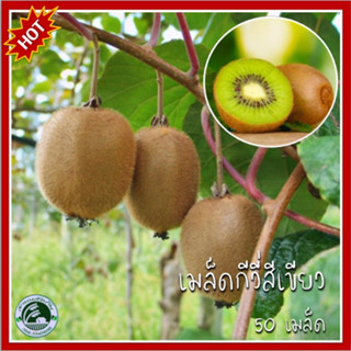 50 เมล็ด กีวี หรือ กีวีฟรุต (Kiwifruit) กีวี กีวีฟรุต เมล็ดกีวี เมล็ดกีวี่ เมล็ดกีวีฟรุต เมล็ดกีวี่ฟรุต