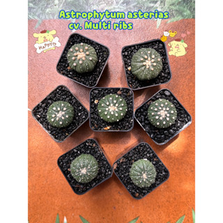 Astrophytum asterias Multicostata