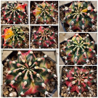 Sun Set ซันเซต ลายสวย สีสดใส เลือกรายการได้🌟