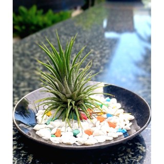 Tillandsia พร้อมจานรอง วางบนโต๊ะ