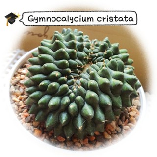 ยิมโนคริส (Gymnocalycium Cristata) แคคตัส ไม้เมล็ด