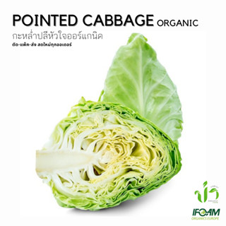 กะหล่ำปลหัวใจอินทรีย์ Organic Pointed Cabbage ปลูกธรรมชาติมาตรฐานออร์แกนิค IFOAM ผักสด เก็บ-แพ็ค-ส่ง เก็บใหม่ทุกออเดอร์