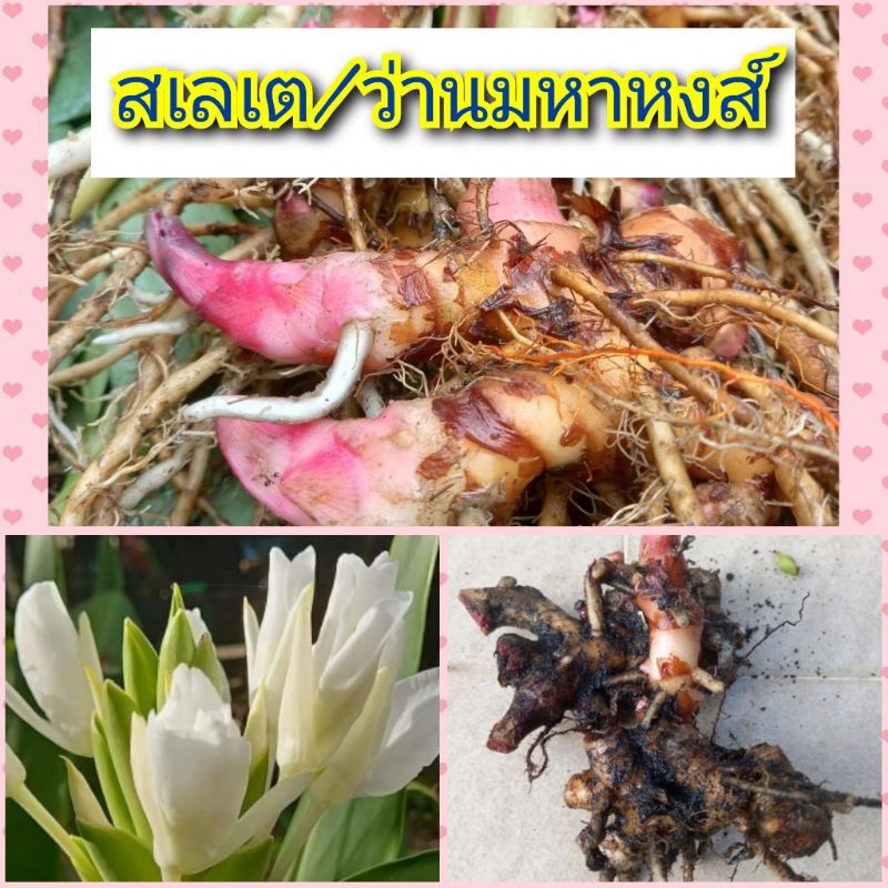 สเลเต หรือ ว่านมหาหงส์  ดอกสวยหวาน หอม สีขาว เสริมคุณเมตตามหานิยม