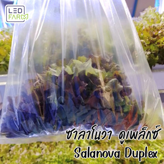 [ตัดสดทุกออเดอร์] ซาลาโนวา ดูเพล็กซ์ (Salanova Duplex) | ผักสลัด สดสะอาด ปลอดสารเคมี