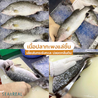 Seareal เนื้อปลากะพงแล่ชิ้นแช่แข็ง 1+ กก. ปลอดกลิ่นดิน | Frozen Seabass Premium 1+ kg