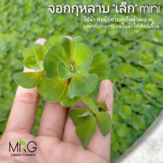 🌱พืชไม้น้ำ+แถมทุกชุด🌱 จอกกุหลาบ "พันธุ์เล็ก" จอกกุหลาบเล็ก จอก จอกจิ๋ว จอกเล็ก ไม้น้ำ พืชน้ำ สาหร่าย