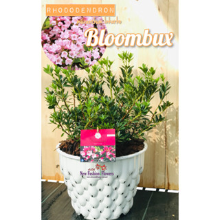 Rhododendron (โรโดเดนดรอน ) Inkarho Bloombux  ไม้ดอกนำเข้าจากประเทศฮอลแลนด์ พร้อมป้ายชื่อและเลขพาสปอร์ต