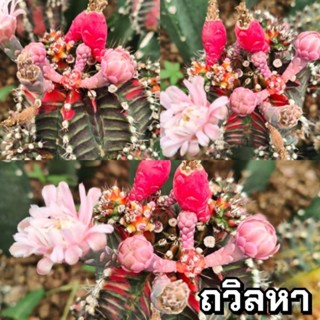 เมล็ดถวิลหา เก็บสดๆใหม่ๆจากในสวน