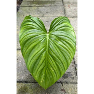 Philodendron sodiroi aff ไม้ชำนานแล้ว