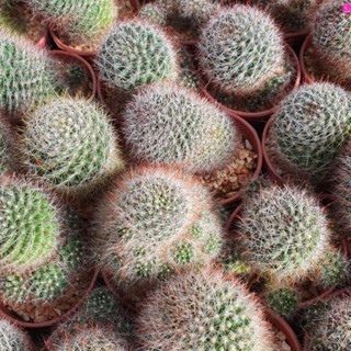 Mammillaria zeilmanniana แมม พีคอก ดอกซ้อน