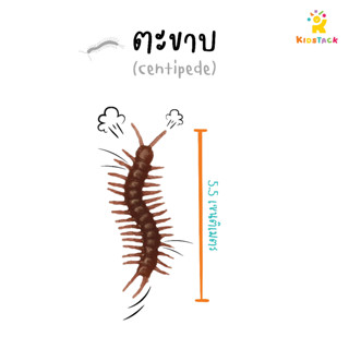 ตะขาบปลอม ขนาด 5.5 ซม. - Fake Centipede Toys  5.5 cm.