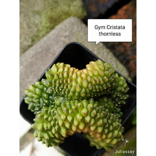 Gymnocalycium cristata thornless ยิมโนคริสไร้หนาม ไม้เมล็ด cactus d