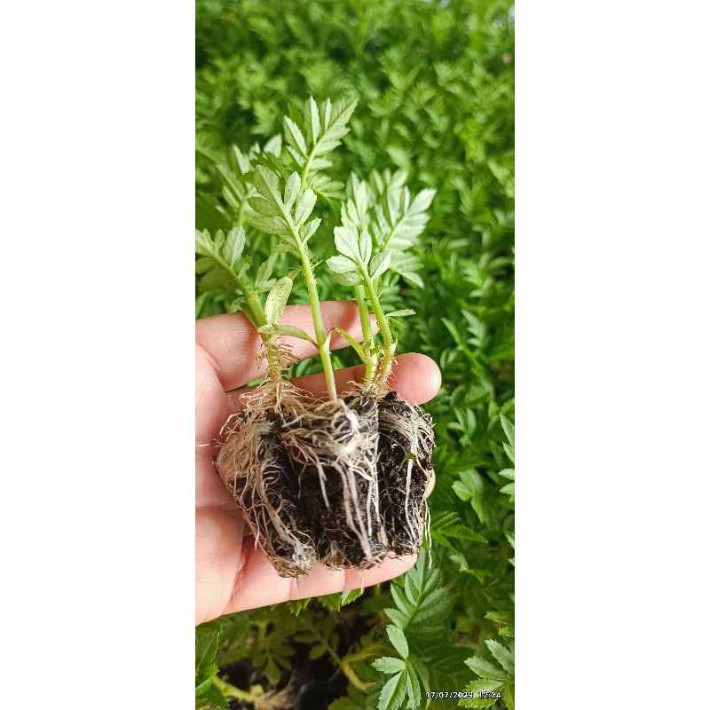 ต้นกล้าดาวเรืองชุดทดลองปลูกเป็นพันธุ์ตัดดอก ดอกดก ดอกใหญ่ 1ชุด 50ต้นใจ