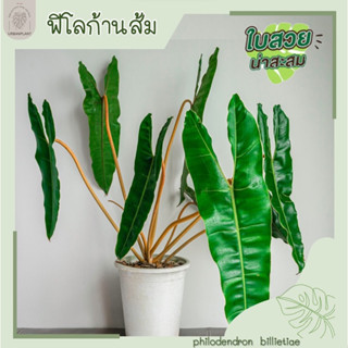 ก้านส้ม/ฟิโลก้านส้ม/ฟิโลเดนดรอนก้านส้ม/Philodendron Billietiae