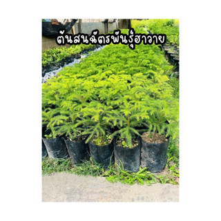 ต้นสนฉัตรพันธุ์ฮาวาย ราคาถูก