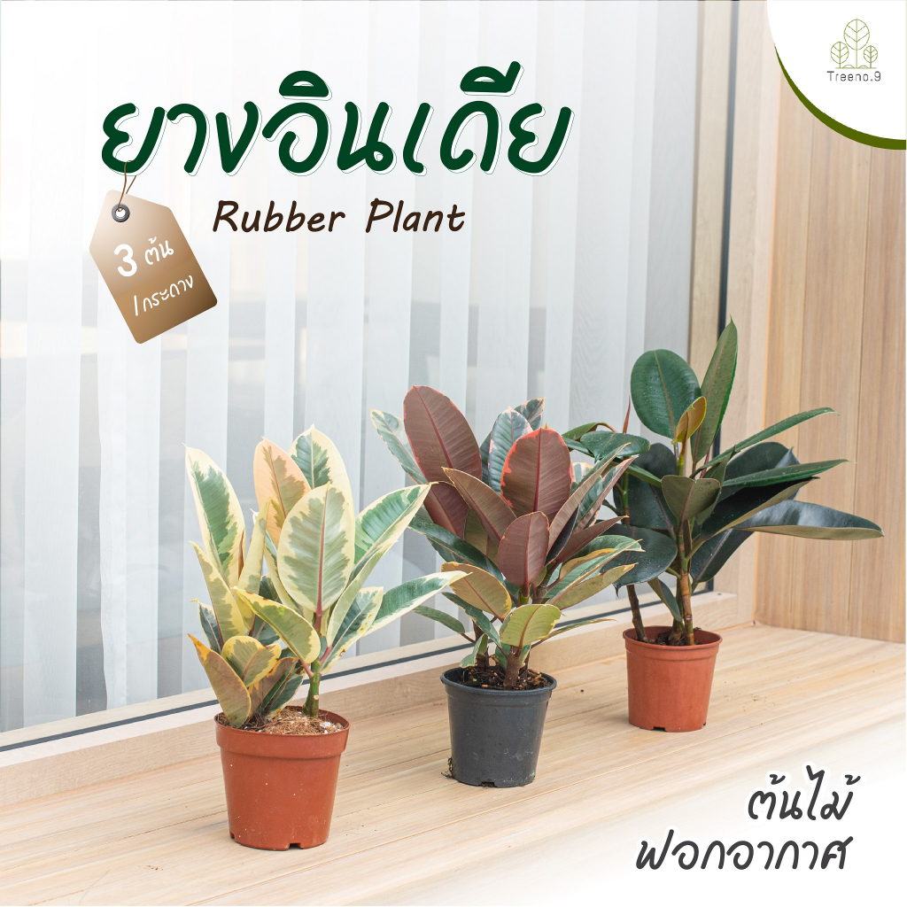 Treeno.9 T1 รวม ยางอินเดีย (ดำ, ด่างขาว , ด่างชมพู) 1 ต้น / 3 ต้น ใน 1 กระถาง กระถาง 4.5 - 6 นิ้ว สูง 25-35 cm.