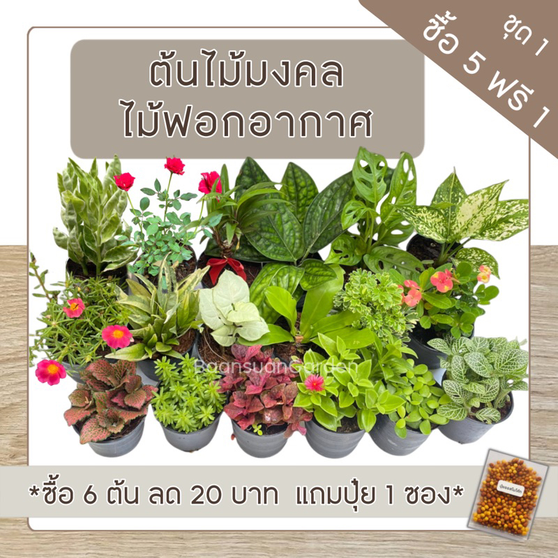 ต้นไม้มงคล ต้นไม้ฟอกอากาศ🪴 (ซื้อ 6 ต้นลด 20 บาท)**เลือกต้นแถมได้เอง** ชุด 1 ^แถมฟรีปุ๋ยออสโมโค้ท^