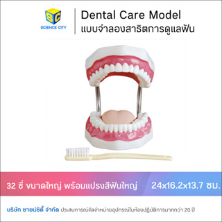 หุ่นจำลองฟัน ขนาดใหญ่ สาธิตการดูแลฟัน 28 และ 32 ซี่ (Dental Care Model)