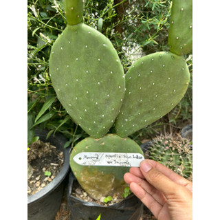 (ตัดสด) โอพันเทียฟิคัสอินดิก้า อินเนอมิส opuntia Ficus Indica Ver Inermis กระบองเพชรกินใบกินผล