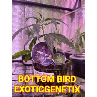 กิ่งชำกิ่งโคลนนิ่ง BOTTOM BIRDค่ายEXOTIC GENETIX