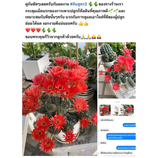 ส่งฟรี‼️ดินสูตร2 สูตรโปร่งพิเศษ สำหรับ แคคตัส ไม้ด่าง ไม้ฟอกอากาศ ไม้อวบน้ำ ไม้มงคลต่างๆ ดินปลูก