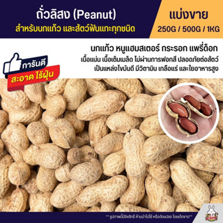 ถั่วลิสง Peanut เกรดA นำเข้า อาหารนกแก้ว หนูแฮมสเตอร์ และสัตว์ฟันแทะ (แบ่งขาย 250G / 500G / 1KG)